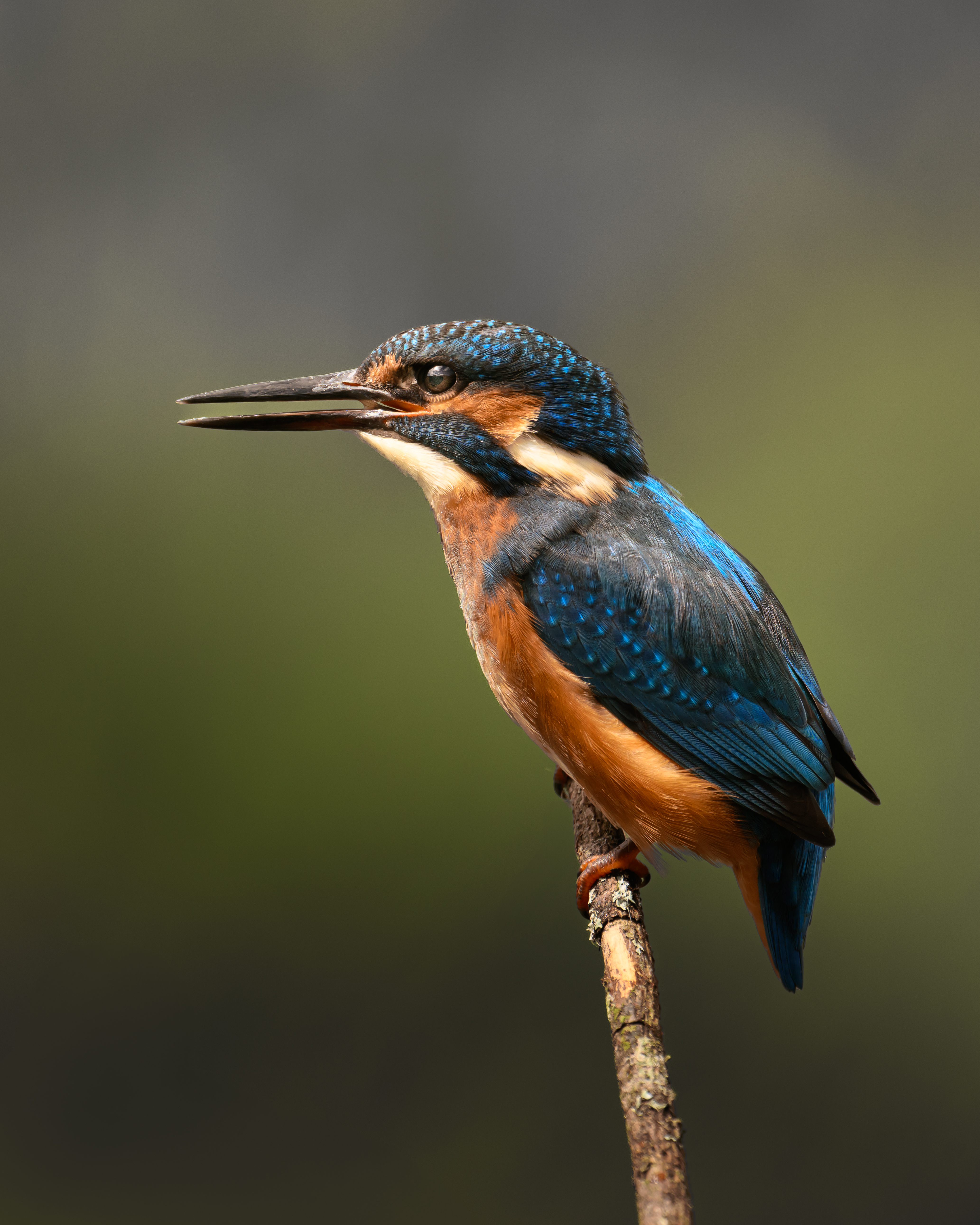 Wildlife photography collection